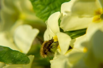 Fluffy fly on the yellow flower in nature. Slovakia