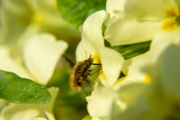 Fluffy fly on the yellow flower in nature. Slovakia