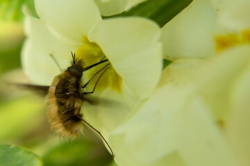 Fluffy fly on the yellow flower in nature. Slovakia