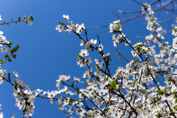 Beautiful branches of blossoming cherries. Beautiful abstract spring background.