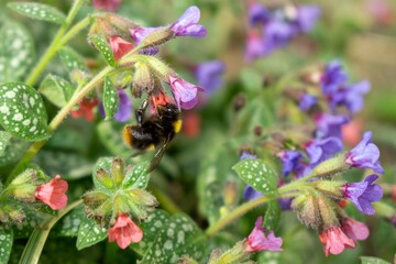 Bumblebee on purple flowers. Slovakia