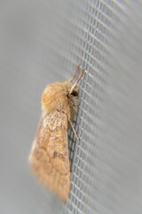 Moth sitting on the window. Slovakia