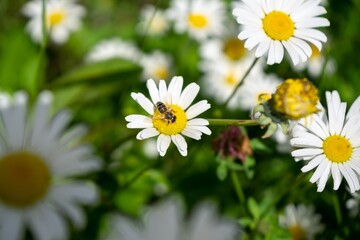 Fototapeta premium Bee insect on the flowers. Slovakia