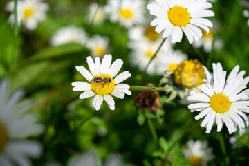 Bee insect on the flowers. Slovakia