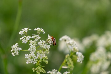 Bug on the white flower. Slovakia