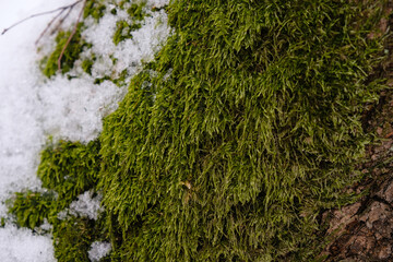Green moss and snow on a tree trunk. Wildlife concept.