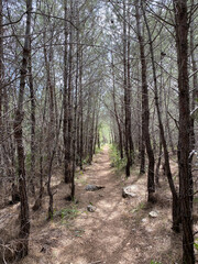 Naklejka premium wooden arrow road sign against forest background 