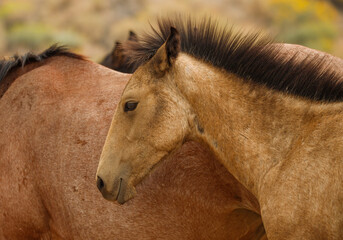 wild mustang horses in high desert