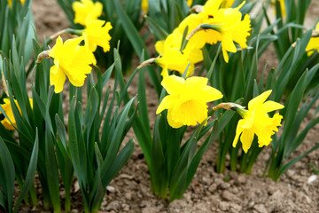 Flowerbed with narcissus flowers (daffodils) - early spring bulbs