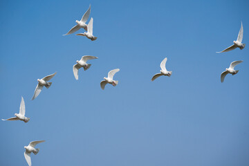 Group of white doves while flying in the blue sky