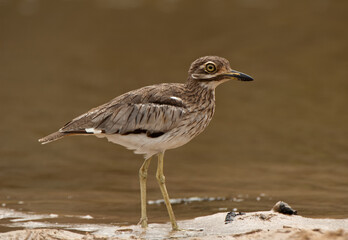Water Thick-knee