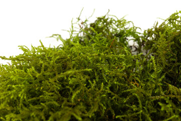 Moss green on white background. Space for text.