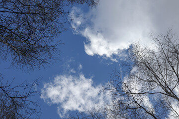 Obraz na płótnie Canvas Blue sky through the treetops. Close up. Texture.