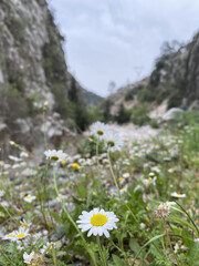 a shady mountain gorge in the Kesme Bogazi canyon, Turkey. Kuzdere Canyon at Kemer Antalya 