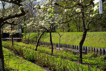 Spring white blossom of pear tree, garden with fruit trees in Betuwe, Netherlands