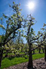 Spring white blossom of pear tree, fruit orchards in Betuwe, Netherlands