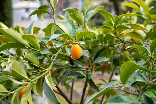 Yellow ripe sweet kumquat or cumquat fruits on plant ready to harvest