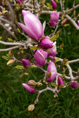 Beautifully blooming magnolia in a spring garden, selective focus.