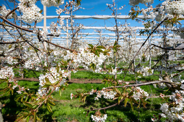Spring blossom of sweet cherry tree, fruit orchards in Betuwe, Netherlands