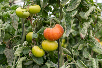 Plastic greenhouse with plantation of big red salad tomatoes vegetables, eco-friendly farming in Andalusia, Spain