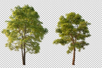 tree on transparent background picture - obrazy, fototapety, plakaty