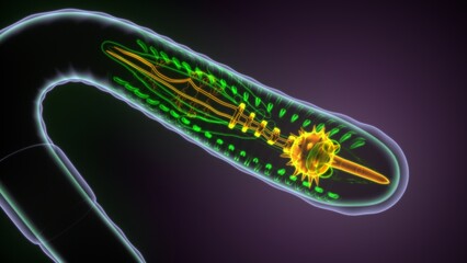 3d illustration of earthworm anatomy.