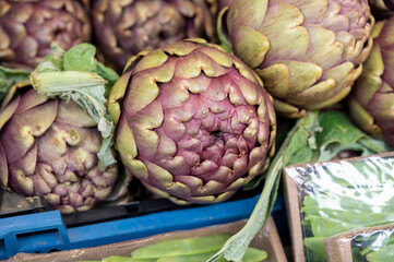 Obraz premium Heads of fresh organic artichoke flowers, edible vegetables purple romanesco artichokes