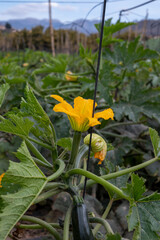 Open air plantation of green zucchini vegetables ready to harvest, eco-friendly farming.