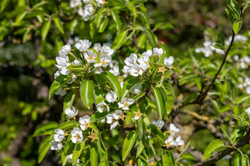 Naklejka premium Spring white blossom of pear tree, fruit orchards in Betuwe, Netherlands