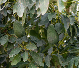 Harvesting and seasonal blossom of evergreen avocado trees on plantations in Costa Tropical, Andalusia, Spain
