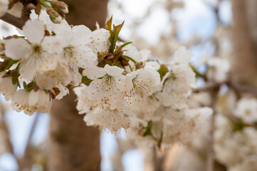 Obraz premium Fruit orchard, spring white blossom of cherry tree