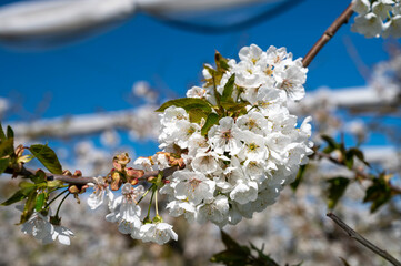 Spring blossom of sweet cherry tree, fruit orchards in Betuwe, Netherlands