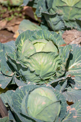 Open air pesticide-free organic eco-friendly gardening, white cabbage ready to harvest