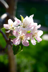 Spring blossom of apple tree, orchards with pink apple fruit flowers