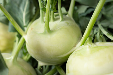 New harvest of light green kohlrabi cabbage with leaves