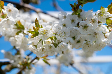 Spring blossom of sweet cherry tree, fruit orchards in Betuwe, Netherlands