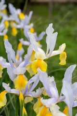 White water iris flower in blossom, springtime in Provence, France