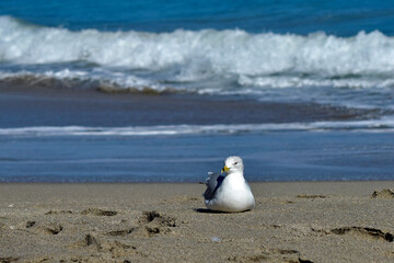 Adult ring-billed gulll sitting in front of rough surf