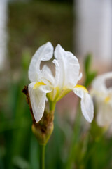 White iris flower in blossom, springtime in Provence, France