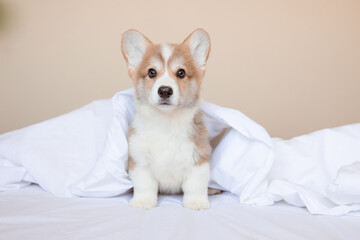 a Welsh corgi puppy is sitting on the bed at home