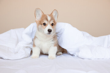a Welsh corgi puppy is sitting on the bed at home