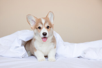 a Welsh corgi puppy is sitting on the bed at home