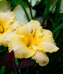 gorgeous large yellow lilies	
