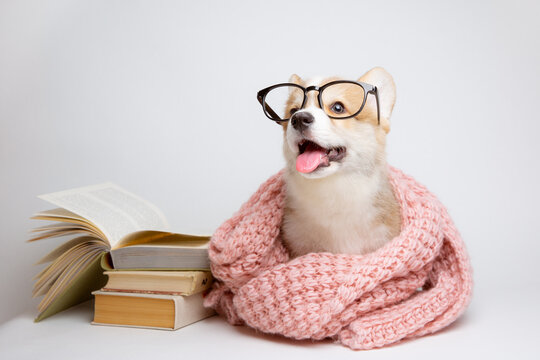 welsh corgi puppy with glasses and books on a white background, school teaching concept, student