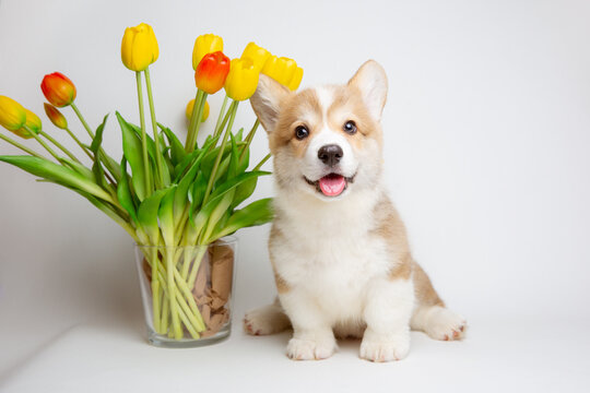 corgi puppy with a bouquet of spring flowers on a white background