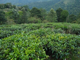 Fototapeta na wymiar Camellia sinensis tea plant leaves, close-up view