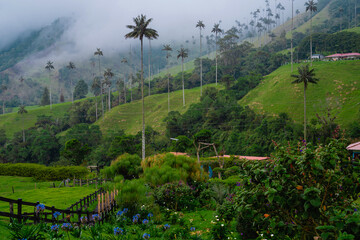 landscape with tropical nature in salento quindio cocora, in colombia, with wax palms - obrazy, fototapety, plakaty