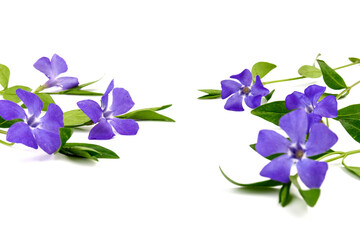 Obraz na płótnie Canvas Blue periwinkles isolated on white background. Spring flowers.
