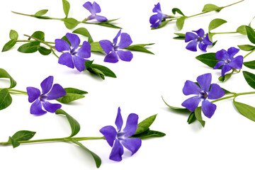 Obraz na płótnie Canvas Blue periwinkles isolated on white background. Spring flowers.