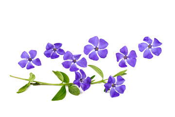 Naklejka na ściany i meble Blue periwinkles isolated on white background. Spring flowers.